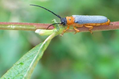 <i>Oberea oculata</i>