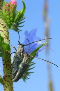 <i>Opsilia coerulescens</i>