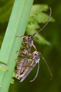 <i>Phytoecia cylindrica</i>