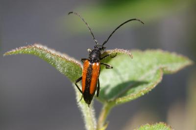 <i>Stenurella melanura</i>