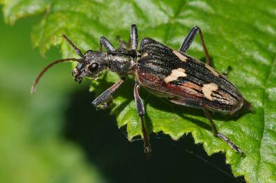 <i>Rhagium bifasciatum</i>