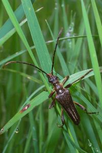 <i>Stenocorus meridianus</i>