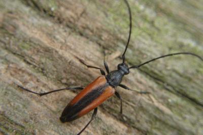 <i>Stenurella melanura</i>