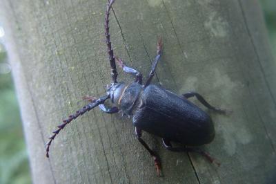<i>Prionus coriarius</i>