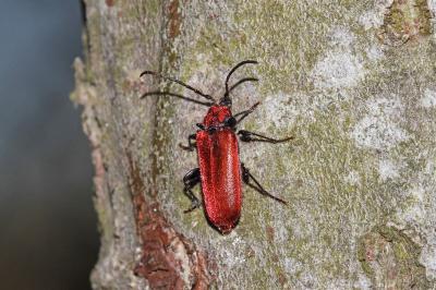 <i>Pyrrhidium sanguineum</i>