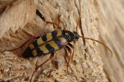 <i>Leptura aurulenta</i>