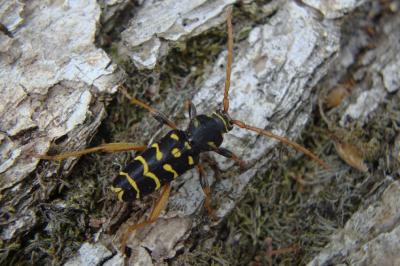 <i>Plagionotus arcuatus</i>