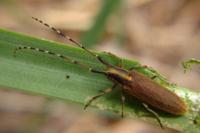 <i>Agapanthia asphodeli</i>