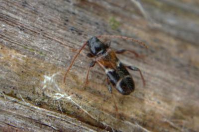 <i>Poecilium alni</i>