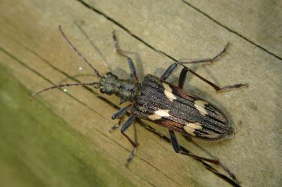 <i>Rhagium bifasciatum</i>