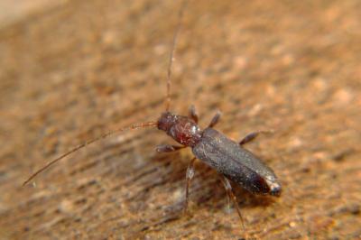 <i>Gracilia minuta</i>