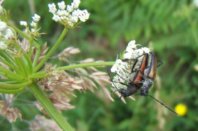 <i>Anastrangalia dubia</i>
