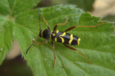 <i>Clytus arietis</i>