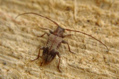 <i>Exocentrus adspersus</i>