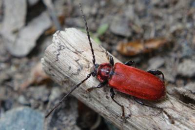<i>Pyrrhidium sanguineum</i>