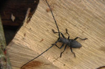 <i>Morimus asper</i>