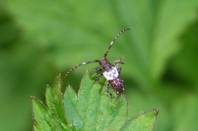 Pogonocherus hispidulus