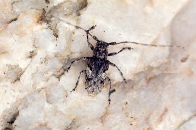 Mesosa nebulosa