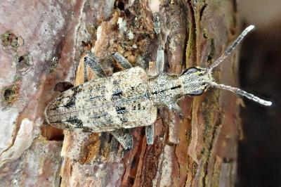 Rhagium inquisitor