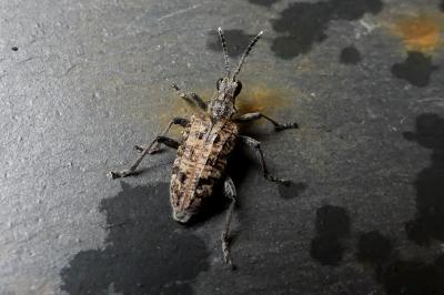 Rhagium inquisitor