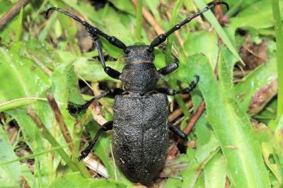 Lamia textor