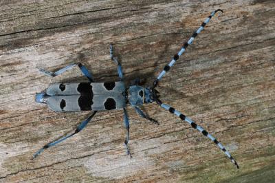 Rosalia alpina
