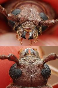 <i>Arhopalus rusticus</i>