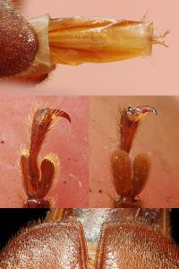 <i>Arhopalus rusticus</i>