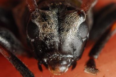 <i>Leiopus linnei/nebulosus</i>