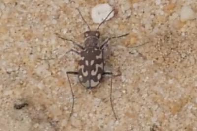 <i>Lophyra flexuosa</i>