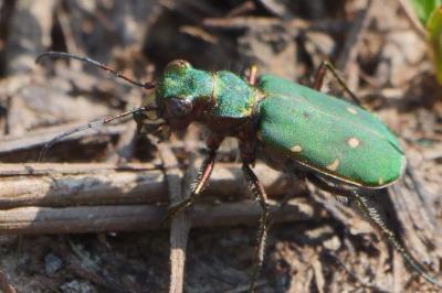 <i>Cicindela campestris</i>