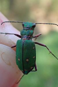 <i>Cicindela campestris</i>