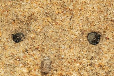 <i>Cicindela</i>