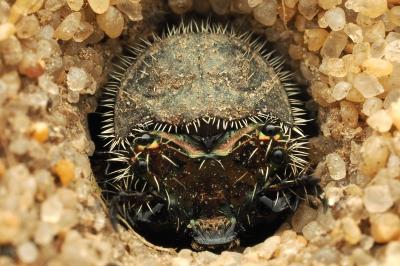 <i>Cicindela</i>