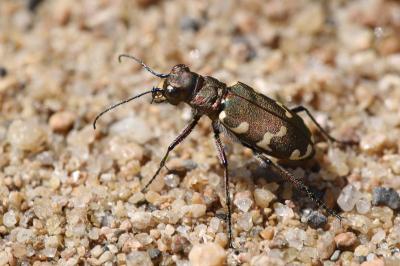 <i>Cicindela hybrida</i>