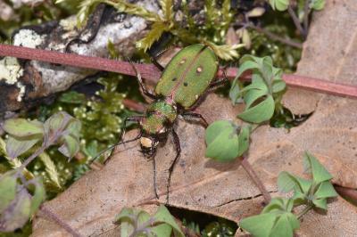 <i>Cicindela campestris</i>