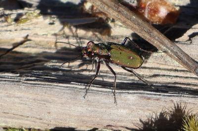 <i>Cicindela campestris</i>