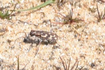 <i>Lophyra flexuosa</i>