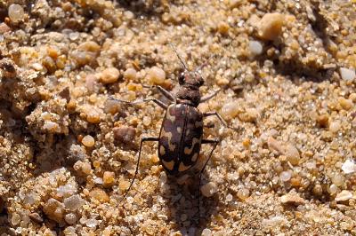 <i>Lophyra flexuosa</i>