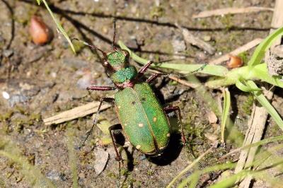 <i>Cicindela campestris</i>