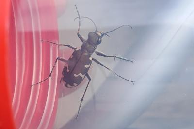 <i>Cicindela hybrida</i>
