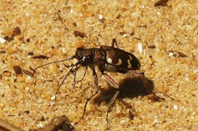 <i>Cicindela hybrida</i>