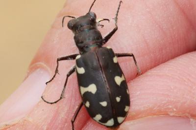<i>Calomera littoralis</i>