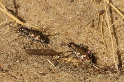 <i>Cicindela hybrida</i>
