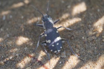<i>Calomera littoralis</i>