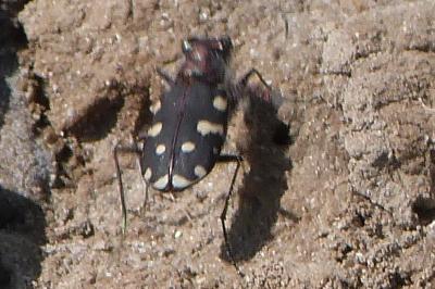 <i>Calomera littoralis</i>