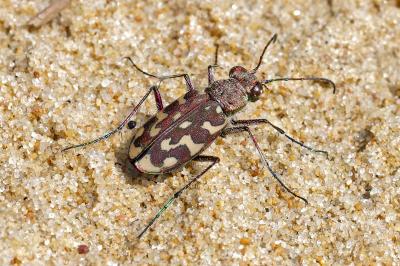 <i>Lophyra flexuosa</i>