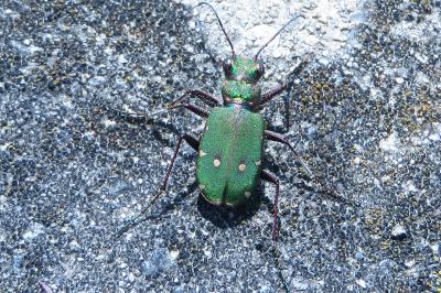 <i>Cicindela campestris</i>