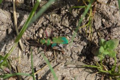 Cicindela campestris