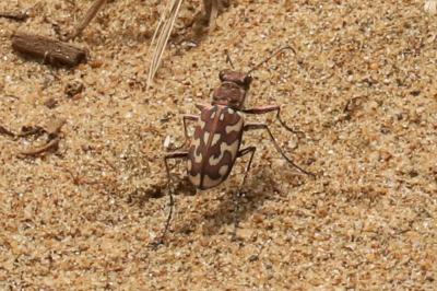 Lophyra flexuosa